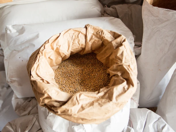 _L3A0641.jpg Geöffneter Papierbeutel mit gelben Senfkörnern, umgeben von weißen Säcken.