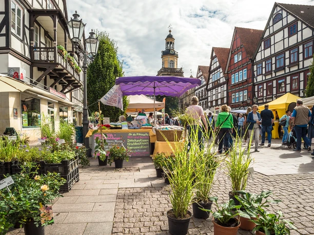 Bauernmarkt Rinteln Pflanzenverkauf Bauernmarkt Rinteln Pflanzenverkauf