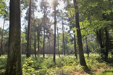 Waldblick Naturlehrpfad Pressel