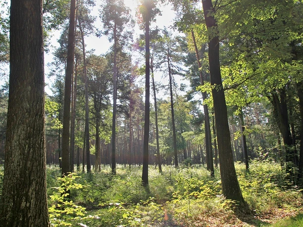 Waldblick Naturlehrpfad Pressel