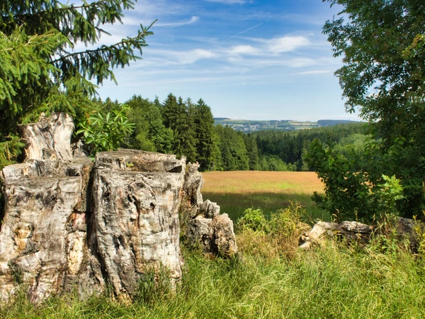 ehemalige neunstämmige Buche
