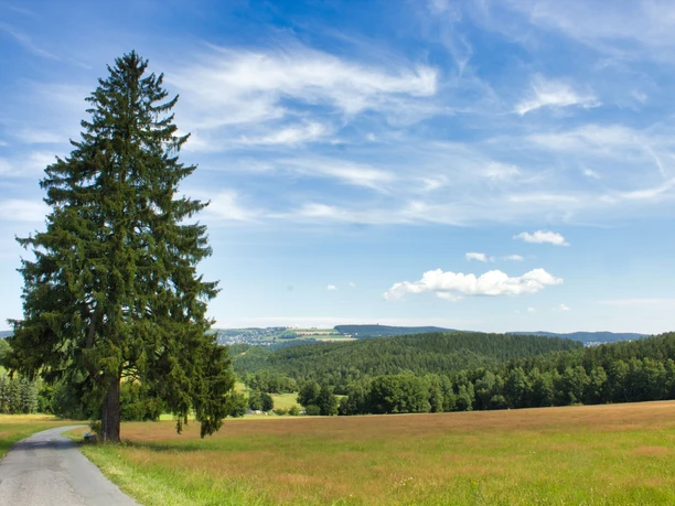 Lautrer Wappenbaum