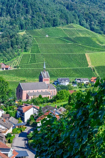 Blick auf die Kirche von Waldulm inmitten von Rebbergen