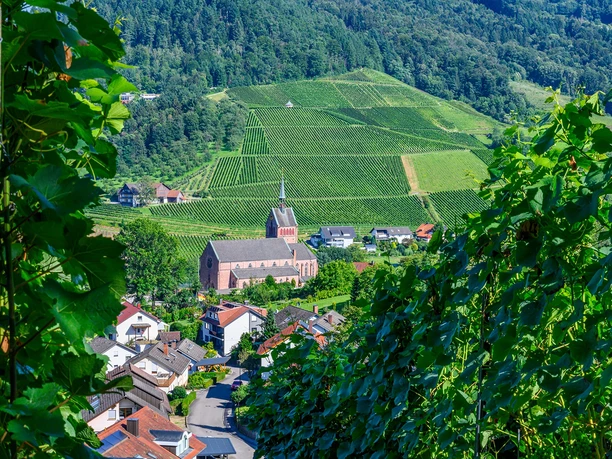 Blick auf die Kirche von Waldulm inmitten von Rebbergen