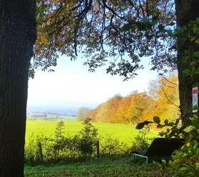 Höhlenweg.jpg Waldweg bei Schlangen mit Laubbäumen und Bank, umgeben von grüner Wiese und weitem Ausblick.