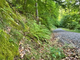 Farne am Estenbergrundweg 2