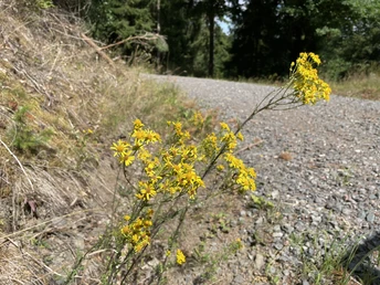 Jakobskreuzkraut am Estenbergrundweg 2