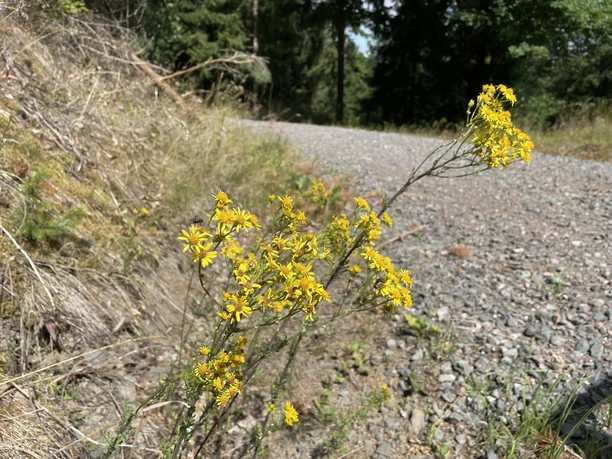 Jakobskreuzkraut am Estenbergrundweg 2