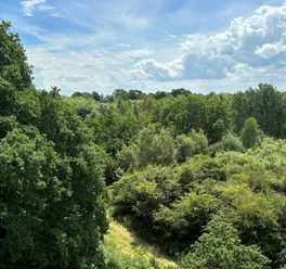 Bollenhagener Moorwald