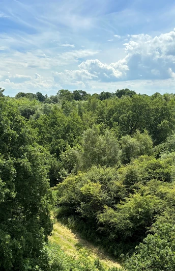 Bollenhagener Moorwald