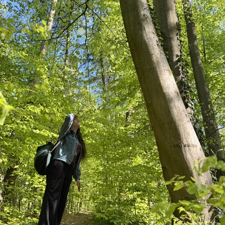 Familienführung Waldabenteuer - Blick zu den Bäumen