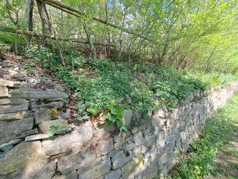 Kreuzweg Jakobsberg Eine alte, aus Natursteinen gebaute Trockenmauer verläuft entlang eines bewachsenen Hangs im Wald. Über der Mauer wachsen dichtes Grün und junge Bäume, während der Boden entlang des Weges von Sonnenlicht durch die Baumkronen erleuchtet wird.