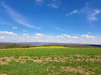 Grüne Wiese mit Rapsfeld und Bäumen, Blick ins Wesertal im Hintergrund