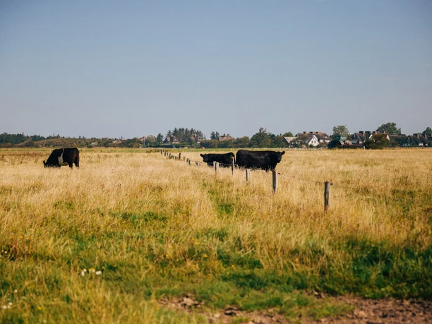 Galloway-Rinder auf Sylts grünen Weiden