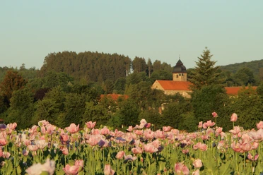 Mohnfeld vor Kloster Germerode