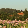 Mohnfeld vor Kloster Germerode