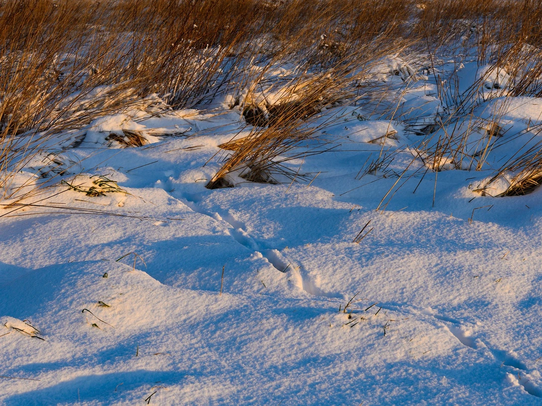 Spuren im Schnee_ccby Pixabay