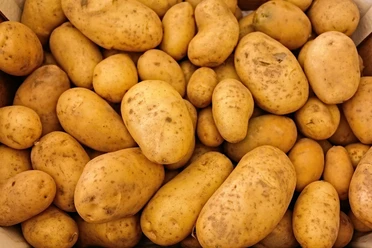 kartoffeln.jpg Eine Vielzahl frischer, brauner Kartoffeln liegt eng beisammen und bildet einen homogenen Haufen.