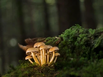 mushrooms-4533193_640
