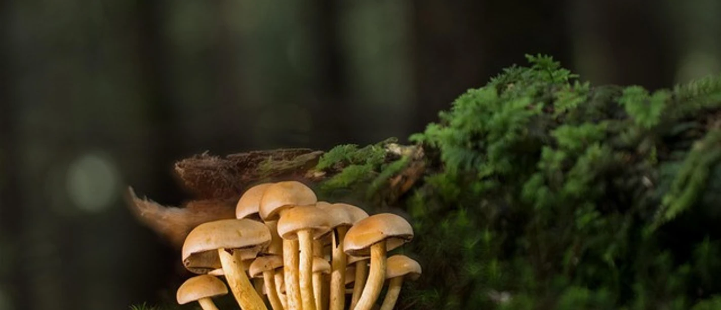 mushrooms-4533193_640