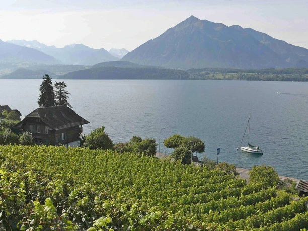 rebbaugenossenschaft-oberhofen-aussicht-thunersee.jpg