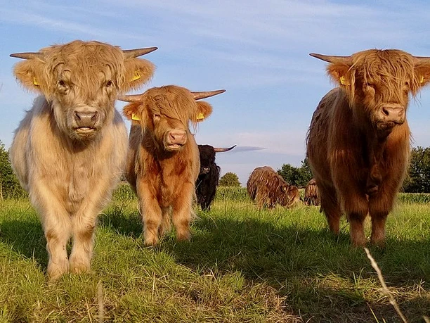 Highlands Pfeiffers Hofladen Aurich Highlands Pfeiffers Hofladen Aurich