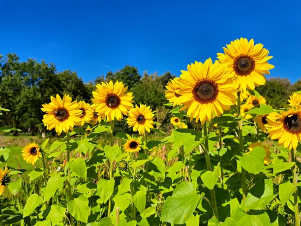Sonnenblumen Pfeiffers Hofladen Aurich.jpg