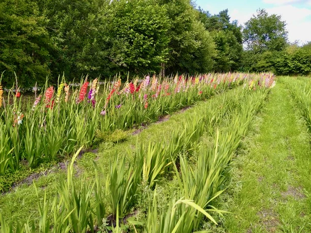 Gladiolen Pfeiffers Hofladen Aurich Gladiolen Pfeiffers Hofladen Aurich