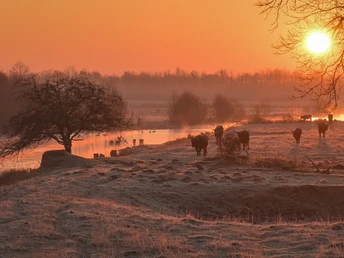 Olfen Naturschutzgebiet Steverauen