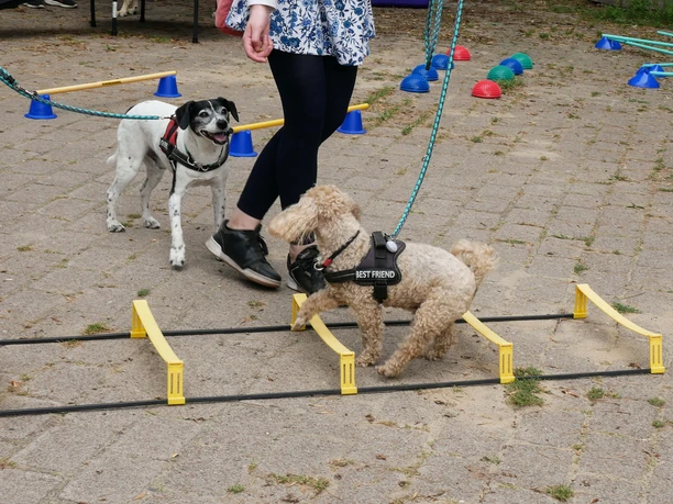 Tag-des-Hundes-im-Natureum.jpg