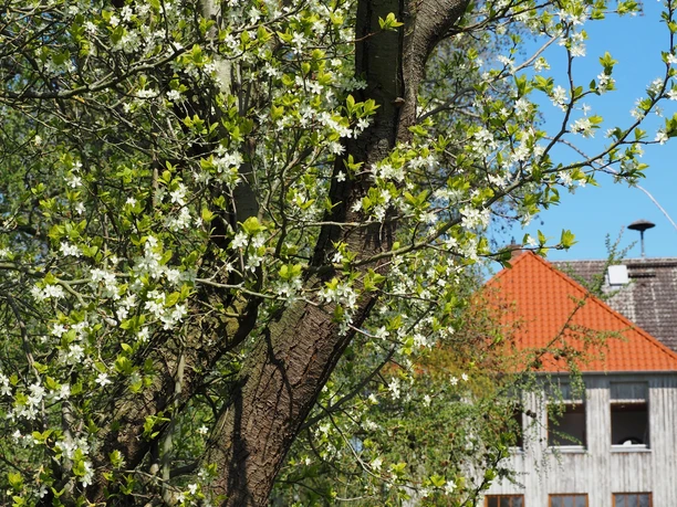 Alte Dorfschule