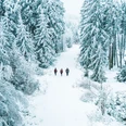 Drei Wanderer im Winterwald Drei Wanderer im Winterwald