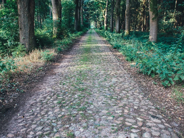 Historische Straße in Klein Berßen ©Emsland Tourismus GmbH (1).jpg Kopfsteinpflasterstraße im Wald von hohen Bäumen gesäumt, von Moos und Sonnenlicht durchzogen