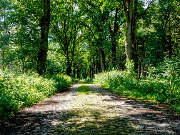 Historische Straße in Klein Berßen ©Naturpark Hümmling (6).jpg Baumbestandene Kopfsteinpflasterstraße führt durch dichtes Grün im Naturpark Hümmling.