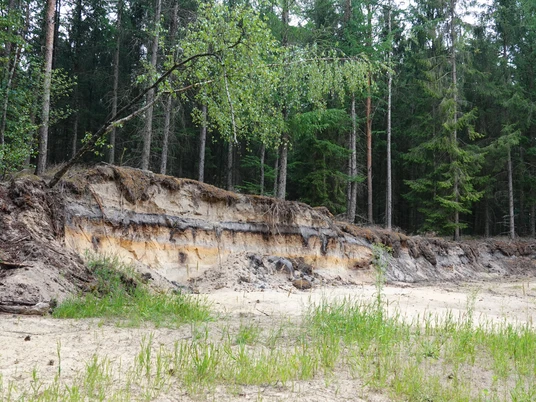 Bodenprofil Podsol (Bleicherde, Grauerde) in Holte, Geopark ©Emsland Tourismus GmbH (1).jpg