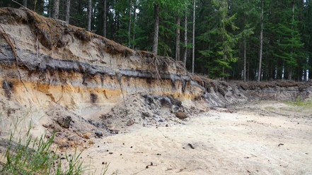 Bodenprofil Podsol (Bleicherde, Grauerde) in Holte, Geopark ©Emsland Tourismus GmbH (2).jpg Freigelegtes Bodenprofil im Geopark mit deutlich erkennbaren Schichten aus Sand, Lehm und Humus.
