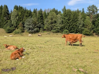 Kuhweide am Kirnitzsch-Radweg bei Hinterhermsdorf Kuhweide am Kirnitzsch-Radweg bei Hinterhermsdorf