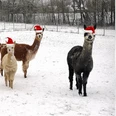 Alpakas im Schnee
