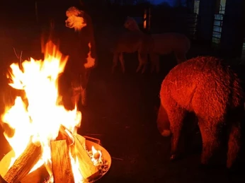 Alpakas am Feuer