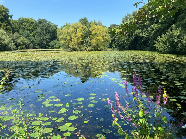 Waldblicke Rehburg-Loccum Ein ruhiger Waldsee mit Seerosen und lila Blüten im Vordergrund, umgeben von grünem Laub.