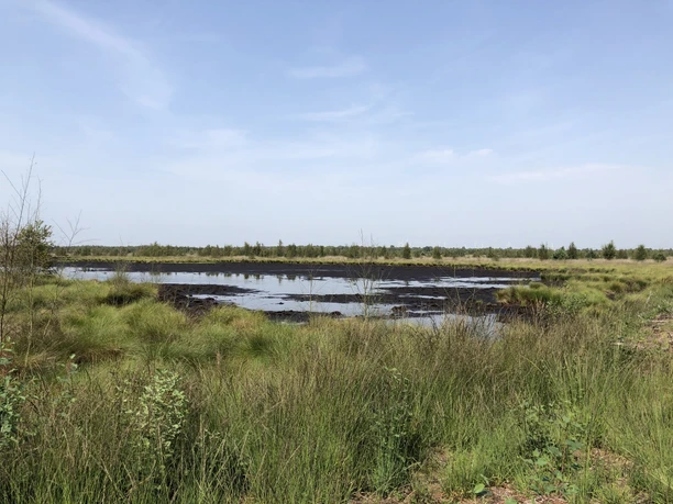 A vast moorland area with a clear sky, grassy areas, a water area and distant trees in the background.