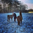 IMG_20210131_153922_052.jpg Eine Person spaziert mit zwei Lamas durch eine schneebedeckte Wiese am Waldrand.