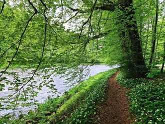 Weg an der Sihl im Sihlwald