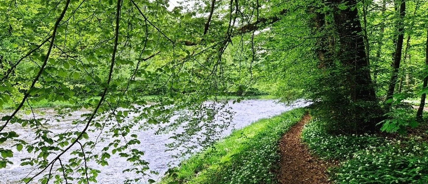 Weg an der Sihl im Sihlwald