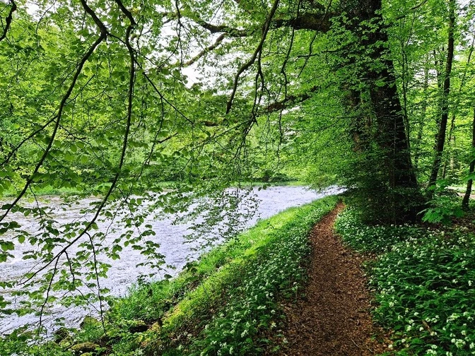 Weg an der Sihl im Sihlwald