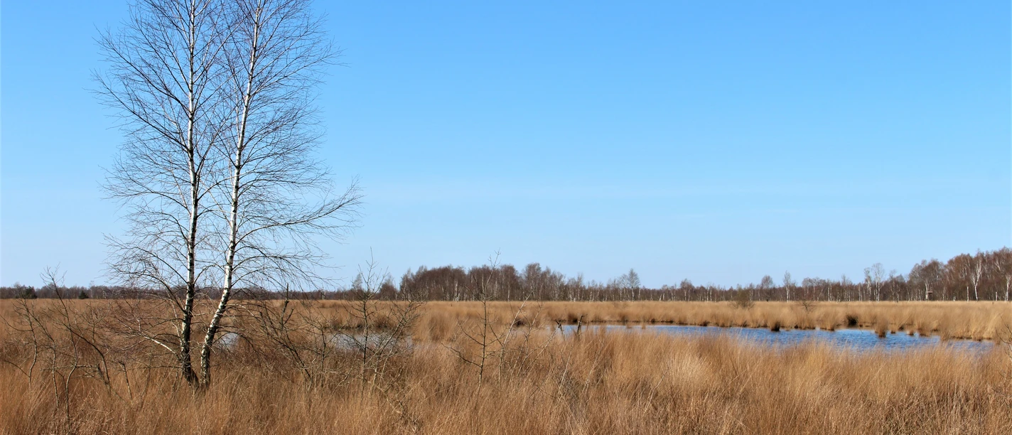 Wesuweer Moor, Naturschutzgebiet bei Haren (Ems) ©Naturpark Moor-Veenland (9).JPG Offene Moorlandschaft mit trockenem Gras, einzelnen Birken und Wasserflächen unter klarem Himmel.