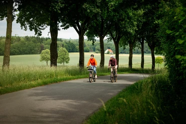 Unterwegs auf der Grenzgängerroute Zwei Radfahrer fahren auf einer Allee durch eine grüne Landschaft mit Bäumen.