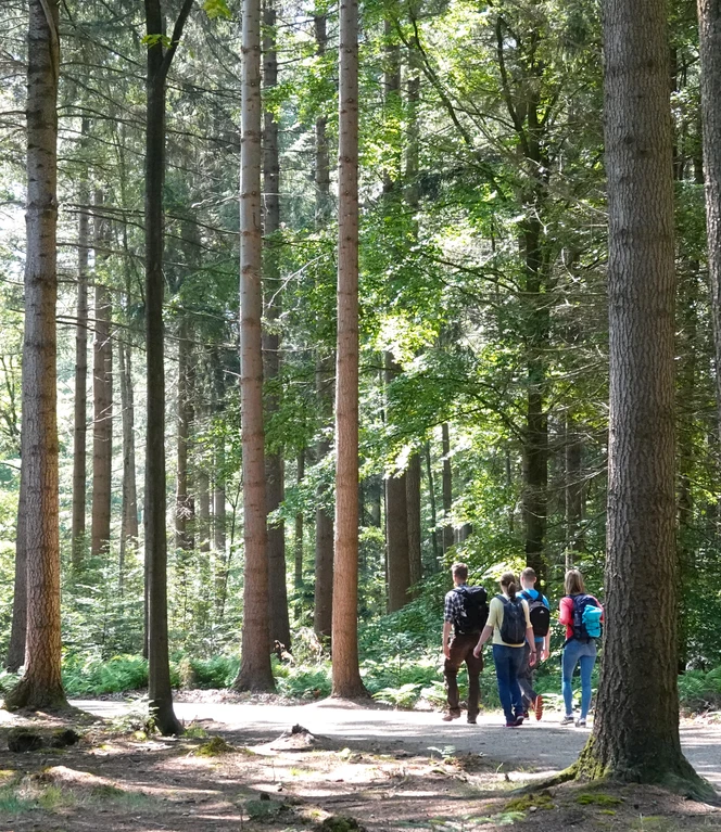 Kurfürsten-Runde_Hümmling-Pfade, Sögel (c) Naturpark Hümmling