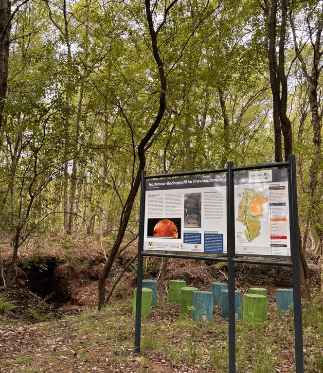 Das Draußenklassenzimmer am Hochmoorbodenprofil im Provinzialmoor Lehrpfadstation mit Infotafel und bunten Sitzhockern im Wald des Provinzialmoors bei Meppen