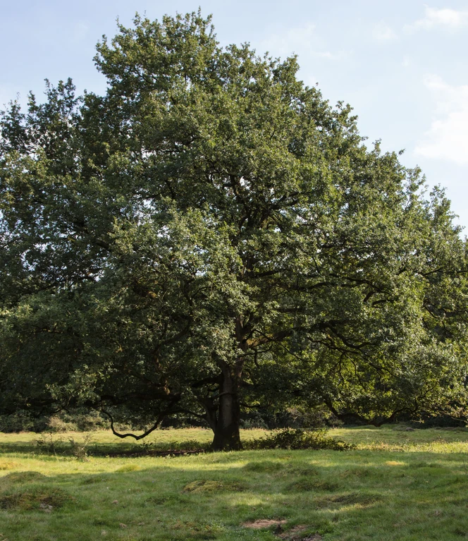Spaziergänger unterwegs im Borkener Paradies bei Meppen ©Naturpark Moor-Veenland, Holger Leue Zwei Menschen spazieren über eine sonnige Wiese vor einer großen Eiche im Borkener Paradies.